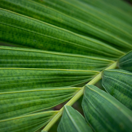 Palm Sunday