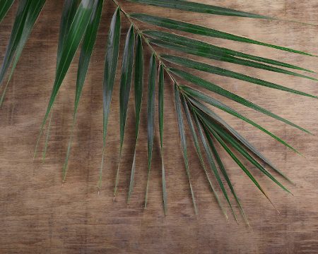 Luke 19 Palm Sunday