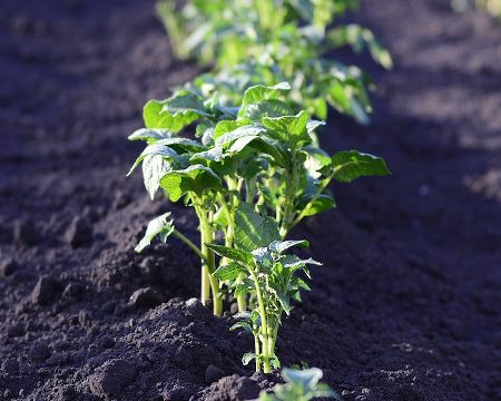 parabolic the sower and the seed