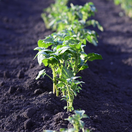 parabolic the sower and the seed