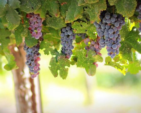 The Workers In The Vineyard