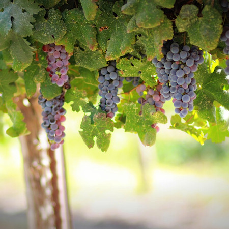 The Workers In The Vineyard