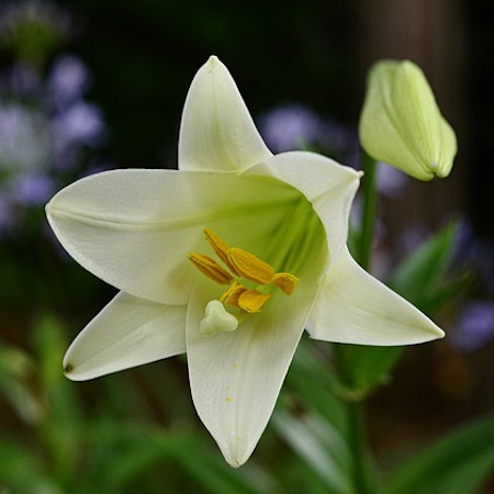 EasterLily