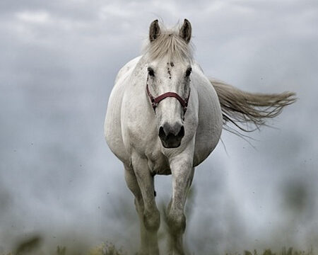 The Rider on the White Horse