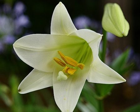 EasterLily